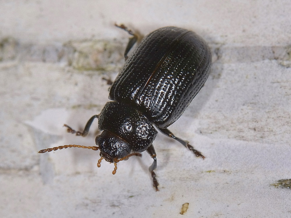 Gonioctena cfr.quinquepunctata f.ma obscura, Chrysomelidae